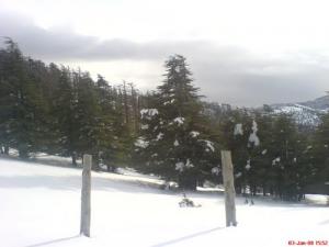 Forêt du parc naturel de Batna