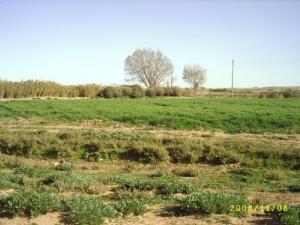 Verdure à Ras El Ayoun