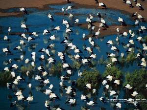 طيور اللقلاق في برج عمر إدريس