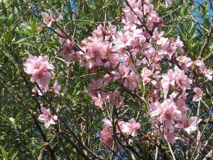 زهور اللوز بخميستي (تيبازة)