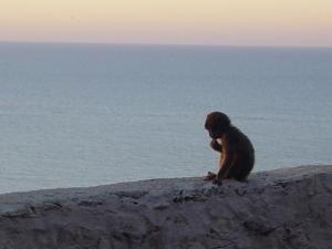 Petit singe Magot à Cap Carbon