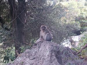 Singe Magot des montagnes de Béjaia