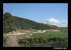 منظر طبيعي من غابات تسالة