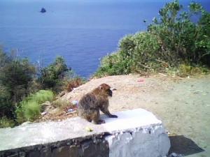 Un singe sur la côte de Béjaia