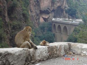 Une famille de magots en maraude