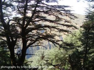 Djebel Babor (Forêts Et Montagnes)