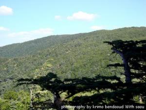 Djebel Babor (Forêts Et Montagnes)