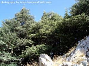 Forêt de Djebel Babor aux abords de Béjaia