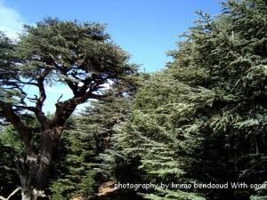 Forêt de Djebel Babor (Des arbres géants )