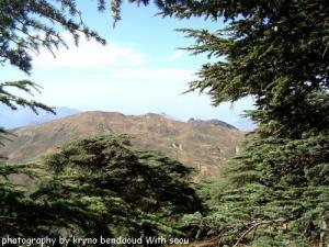 Les Forêts de Djebel Babor