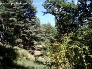 LA Forêt de Djebel Babor
