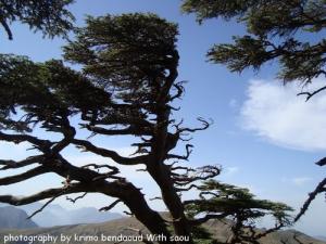 Djebel Babor (Des arbres géants)