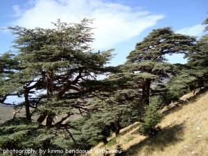 Djebel Babor (Des arbres géants )