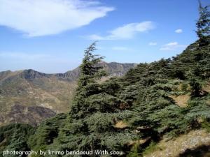 Djebel Babor (Des arbres géants )