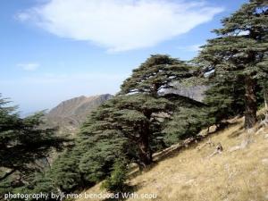 Djebel Babor (Des arbres géants )