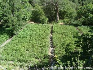 Oued El Bared près de Béjaia