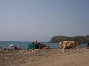Une vache se promenant sur la Côte de Ziama Mansouriah