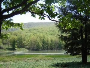Magnifique Forêt de Béjaia