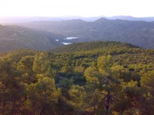 La magnifique Forêt de Béjaia