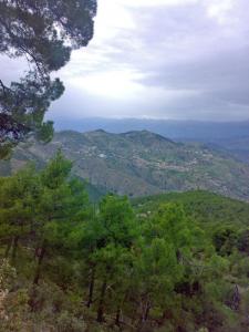 La magnifique Forêt de Béjaia
