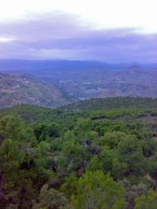La forêt de Béjaia