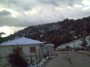 Portion d'une forêt de Béjaia sous la Neige