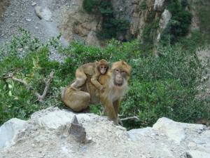 Petit Magot avec sa maman dans une forêt de Béjaia