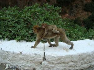 Singe Magot sur le dos de sa mère
