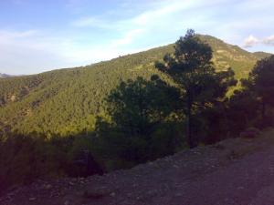 La gigantesque Forêt de Béjaia