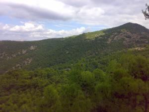 La forêt d'Adrar Omaza