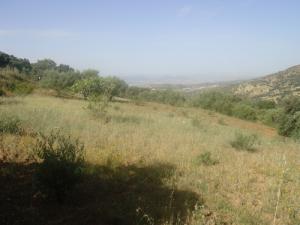 Prairie à l'approche de l'été