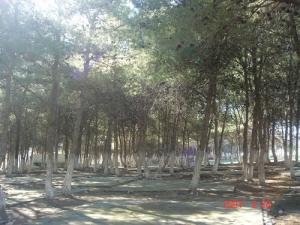 Les Pins de la forêt de Béjaia