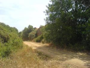 Petit sentier de montagne dans la forêt d'El Kseur
