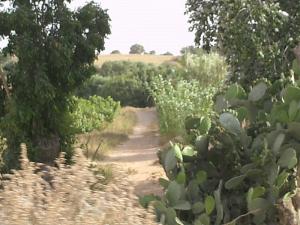 منظر طبيعي من بلدية  عشعاشة