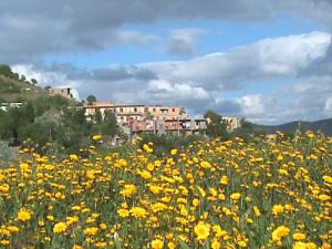 Champ de Moutarde sauvage à Imoudhagh
