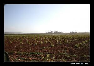 حقول أشجار العنب بضواحي المالح