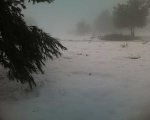 غابة تحت الثلوج