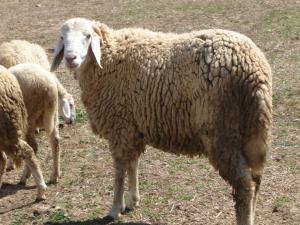 تربية الماشية بضواحي سيدي حسني