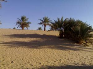 صورة جميلة لواحات  تامسخت