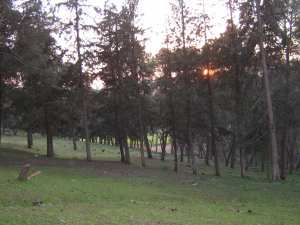 غابة صغيرة بضواحي سيد العبدلي