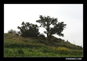 ضريح سيدي محمد الشريف ببلدية عين فزة