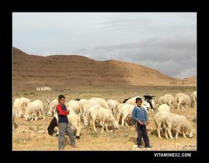 Petits bergers sur la route de Bousaada