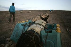 Donkeys cross the border between Morocco and Algeria carrying