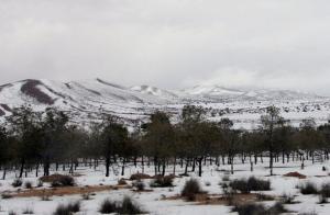 A picture taken on March 7, 2008 shows an