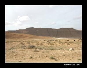 Troupeaux sur la route de Bousaada