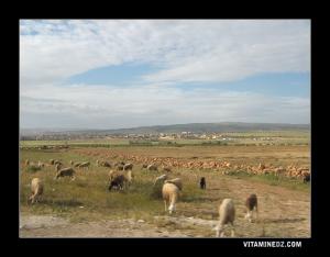 تربية الماشية بضواحي  زهانة