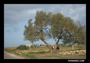 مدخل بلدية أولاد كيحل