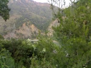 La forêt de Darguina