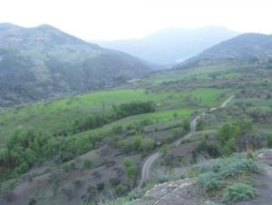 Verdure de la forêt de Béjaia