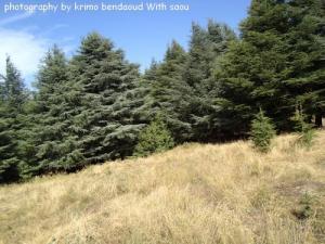 Forêt de Djebel Babor en été